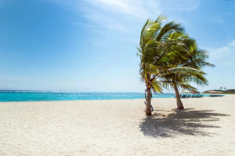 a couple of palm trees sitting on top of a sandy beach, profile image