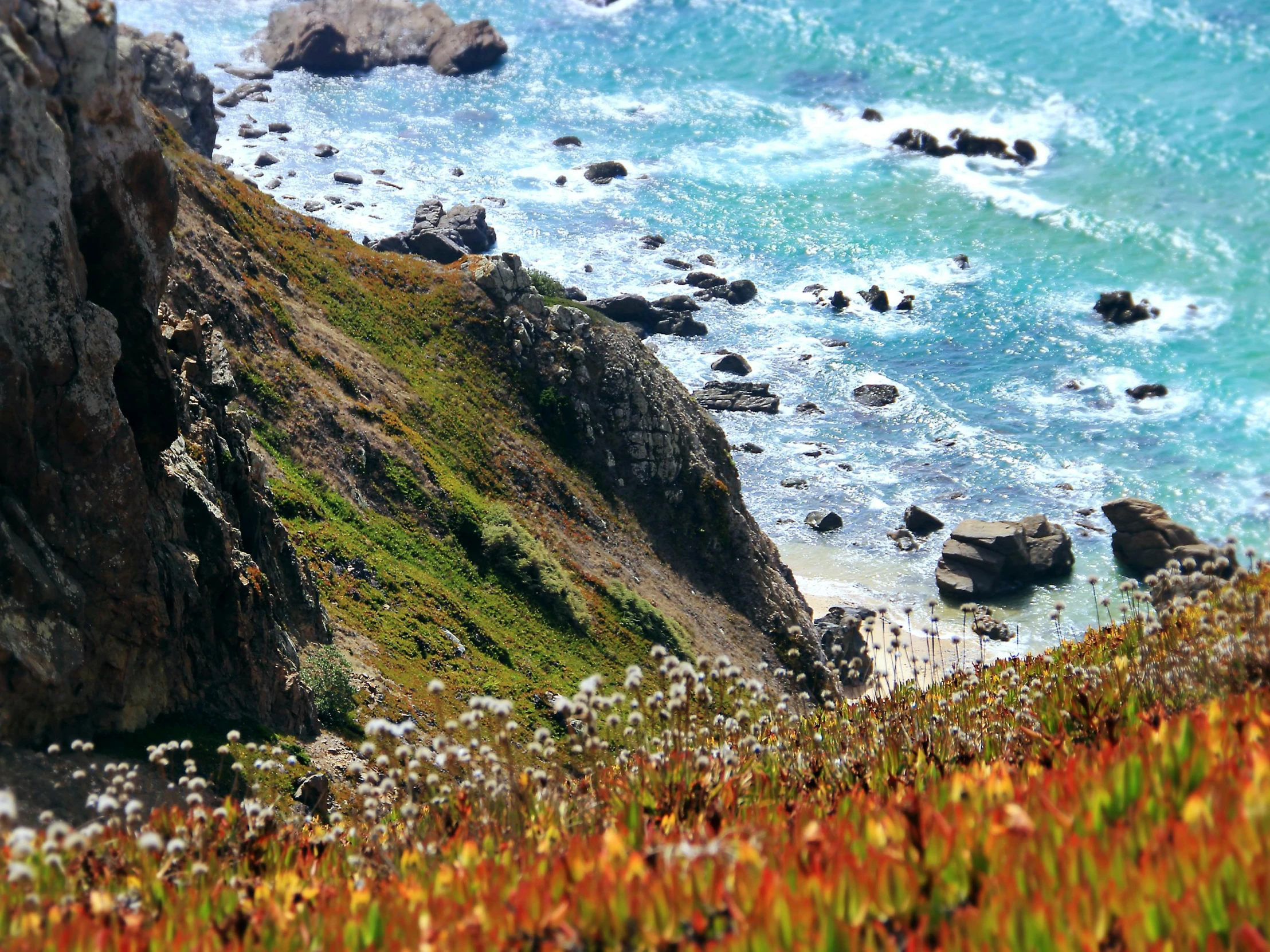 a couple of sheep standing on top of a lush green hillside, by Whitney Sherman, pexels, epic coves crashing waves plants, california coast, overgrown with colorful coral, geological strata