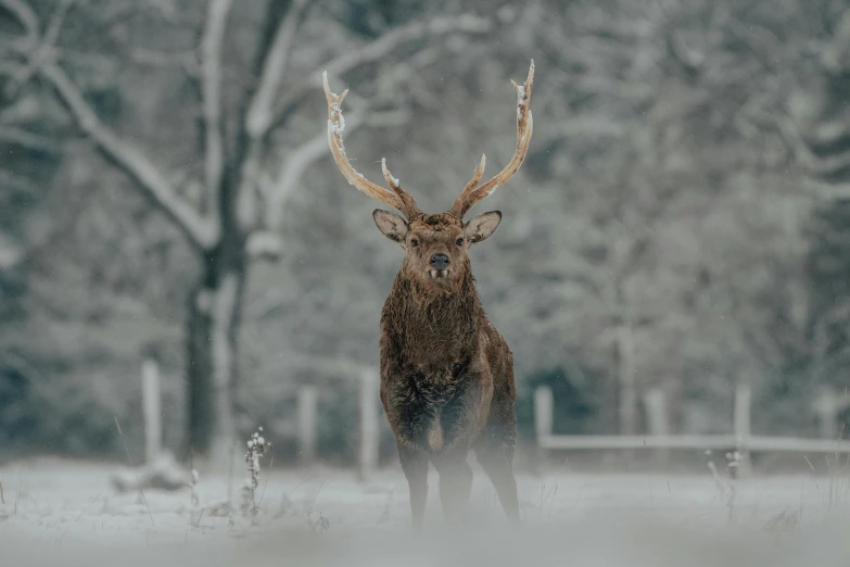 a deer that is standing in the snow, in front of a forest background