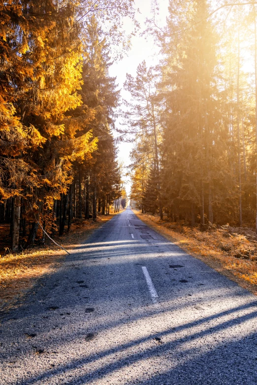 an empty road in the middle of a forest, by Haukur Halldórsson, at sunset in autumn, sunny environment, yellow