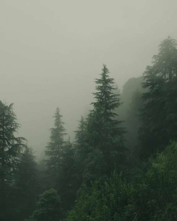 a group of trees sitting on top of a lush green hillside, inspired by Elsa Bleda, unsplash contest winner, romanticism, under a gray foggy sky, uttarakhand, ((forest)), ((trees))