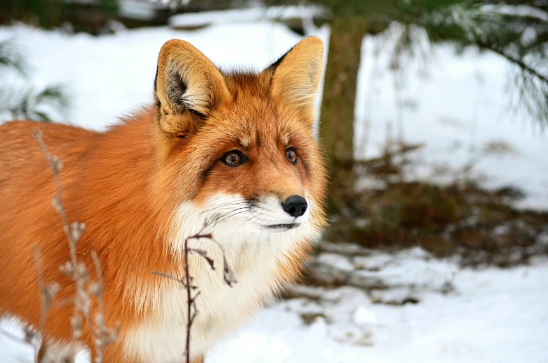 a close up of a red fox in the snow, pexels contest winner, 🦩🪐🐞👩🏻🦳, with a white nose, the fox-like evolution pokemon, mixed animal