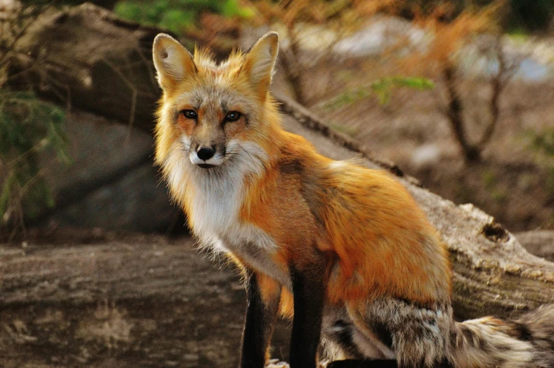 a red fox sitting on top of a log