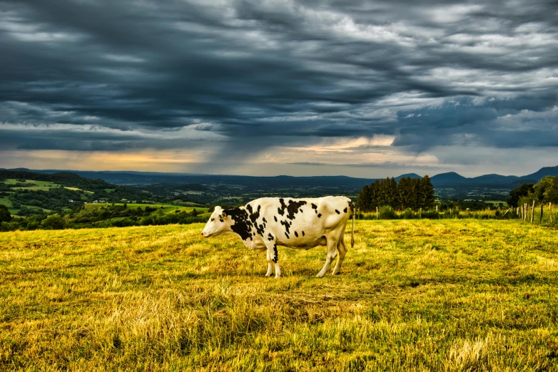 a cow standing on top of a lush green field, by Adam Marczyński, pexels contest winner, renaissance, stormy clouds outdoor, panoramic, woodstock, shot on sony a 7