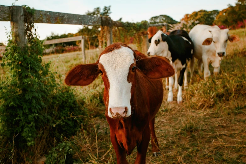 a herd of cows standing on top of a grass covered field, profile image, fan favorite, brown, on a farm