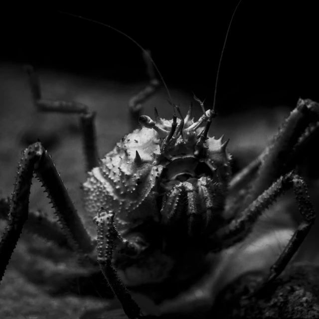 a black and white photo of a bug, by Adam Marczyński, digital art, spiky, sinister mood, set on night, ready to eat
