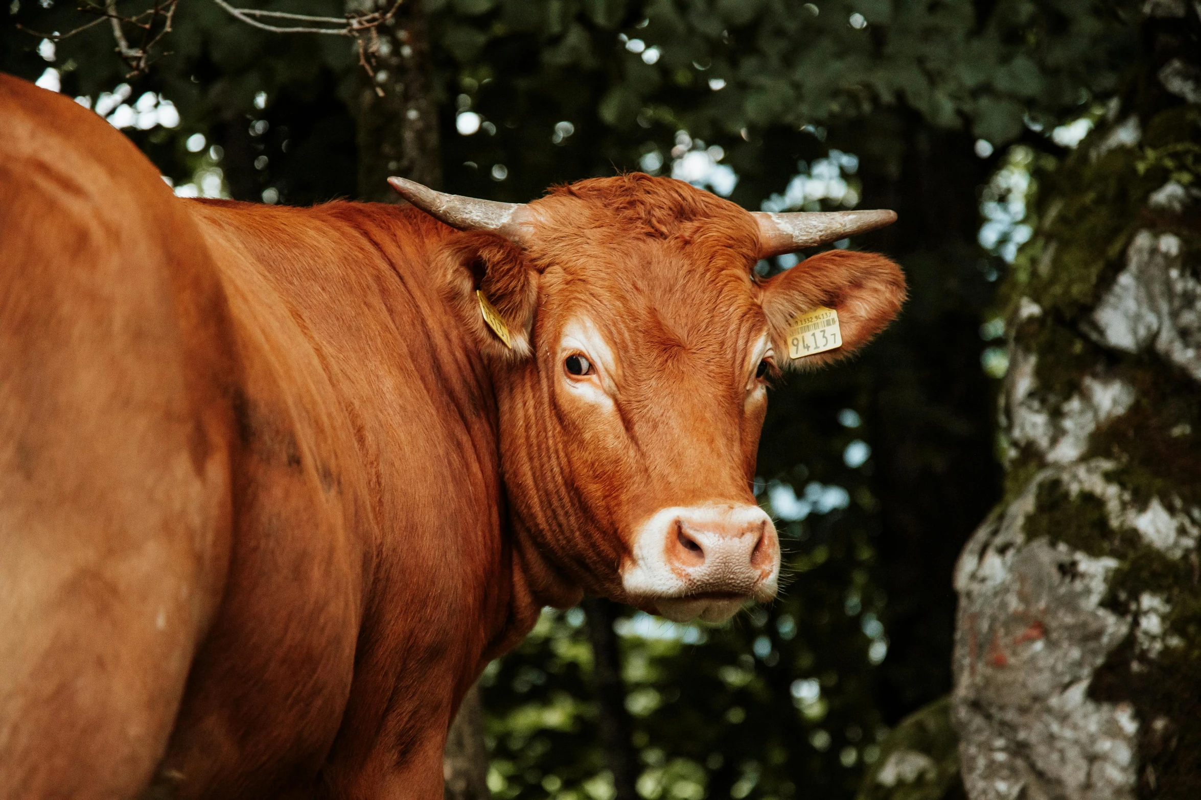 a brown cow standing next to a tree, pexels contest winner, renaissance, red cheeks, face of an ox, 1450, rustic