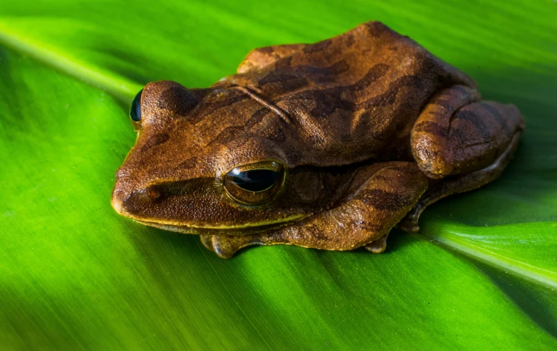 a brown frog sitting on top of a green leaf, ayahuasca, avatar image