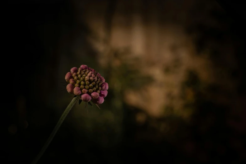 a flower in the dark with a blurry background, a picture, by Alison Geissler, unsplash, art photography, coxcomb, an abandoned, pink, a small