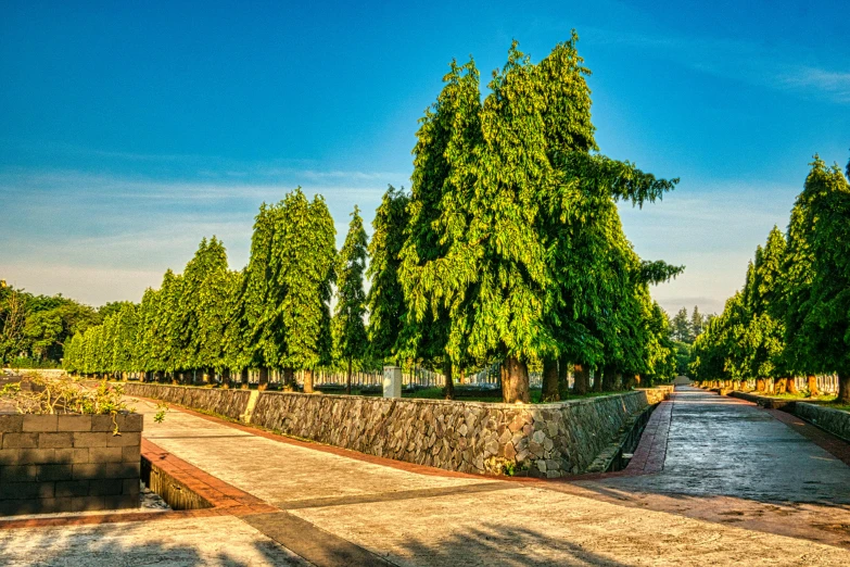 a walkway surrounded by trees on a sunny day, by Alexander Fedosav, spruce trees on the sides, avatar image, samarkand, clean image