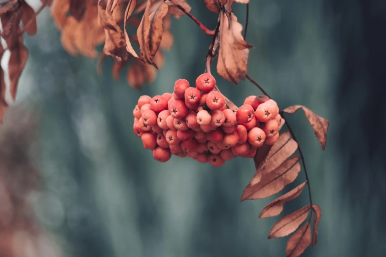 a close up of a bunch of berries on a tree, a photo, inspired by Elsa Bleda, trending on pexels, faded red colors, frank moth, autum, profile image