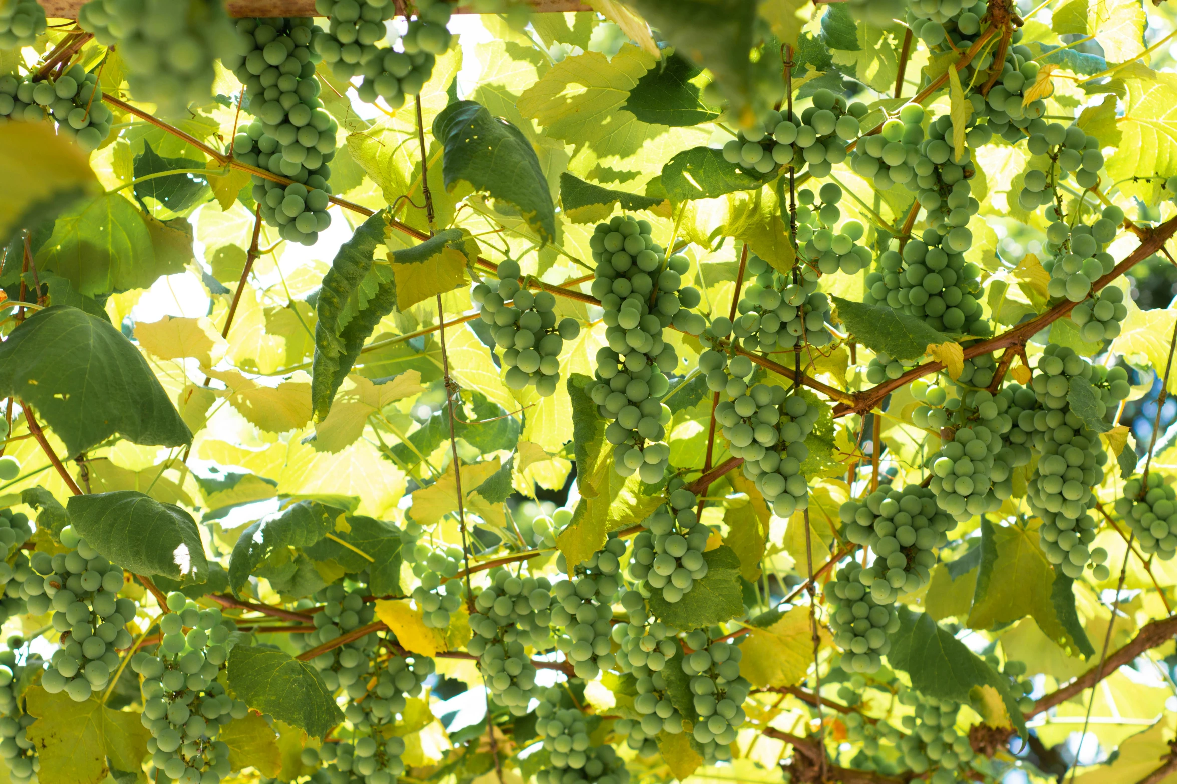 a bunch of green grapes hanging from a tree, a digital rendering, by Paul Davis, unsplash, diffuse natural sun lights, panels, 1 6 x 1 6, white