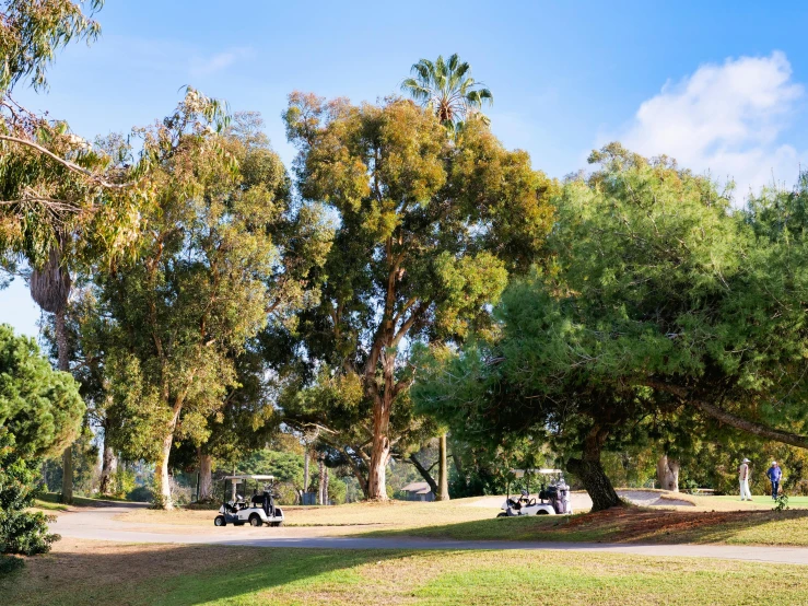 a couple of cars that are parked in the grass, eucalyptus trees, parks and monuments, golf course, hila klein