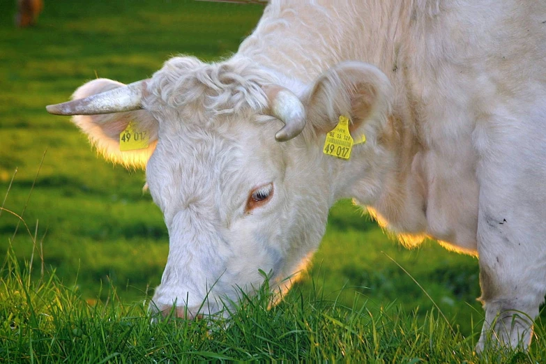 a white cow standing on top of a lush green field, up close, instagram post, organic biomass, glowy