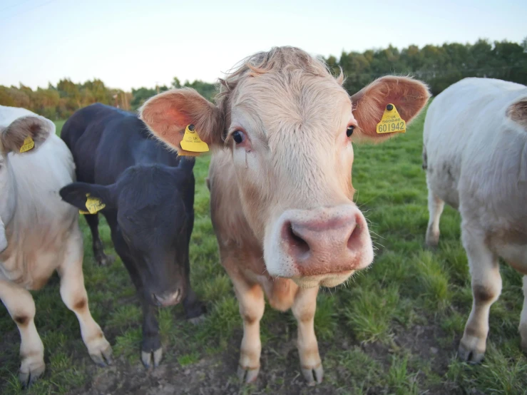 a herd of cows standing on top of a lush green field, a picture, unsplash, golden hour closeup photo, wearing farm clothes, three animals, snapchat photo