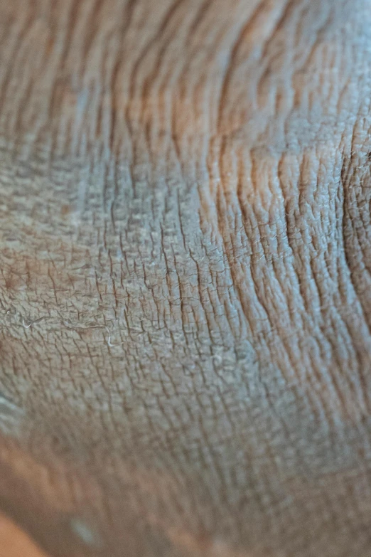 a close up view of an elephant's skin, a macro photograph, by David Simpson, unsplash, wrinkly, wood surface, soft smooth skin, beautifully soft lit