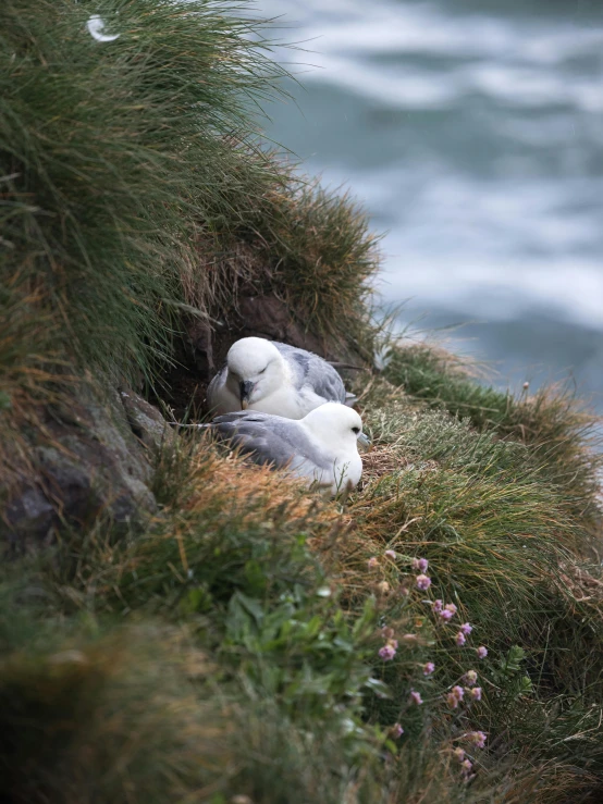 a couple of birds sitting on top of a cliff, laying down in the grass, white and grey, coastal cliffs, sleeping