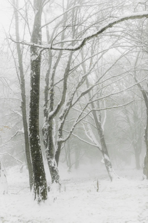 a snow covered forest filled with lots of trees, romanticism, 'silent hill ', grey, photograph