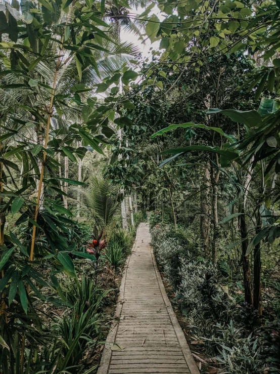 a wooden walkway through a lush green forest, an album cover, by Andrée Ruellan, unsplash, sumatraism, 😭 🤮 💕 🎀, in marijuanas gardens, leading to a beautiful, banana trees