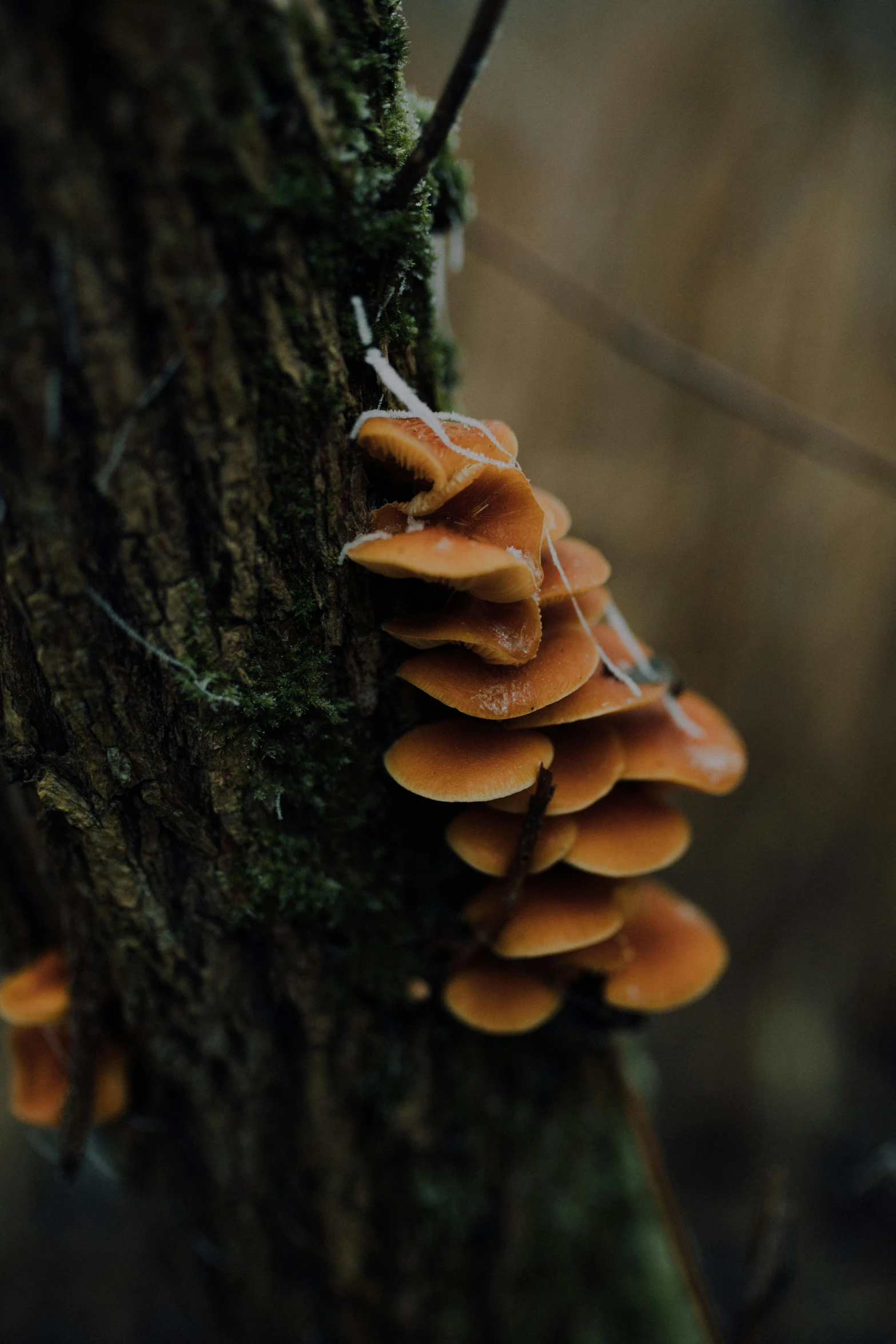 a group of mushrooms growing on the side of a tree, a macro photograph, by Jacob Kainen, unsplash, paul barson, orange, ruffles, tall