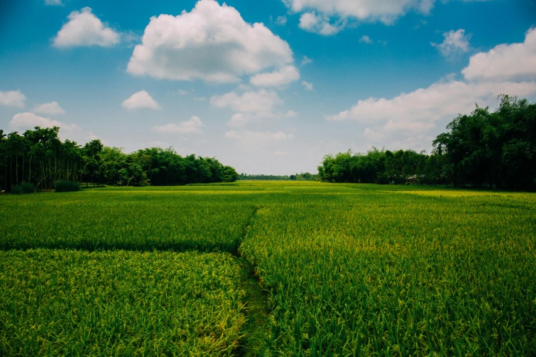 a field of green grass with trees in the background, by Carey Morris, unsplash, rice paddies, hoang long ly, 1970s photo, blue sky