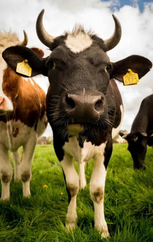 a herd of cows standing on top of a lush green field, up-close, facing the camera, digital image