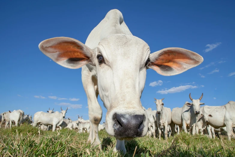 a herd of cattle standing on top of a lush green field, an album cover, by Andries Stock, unsplash, renaissance, square nose, white, in australia, beth cavener