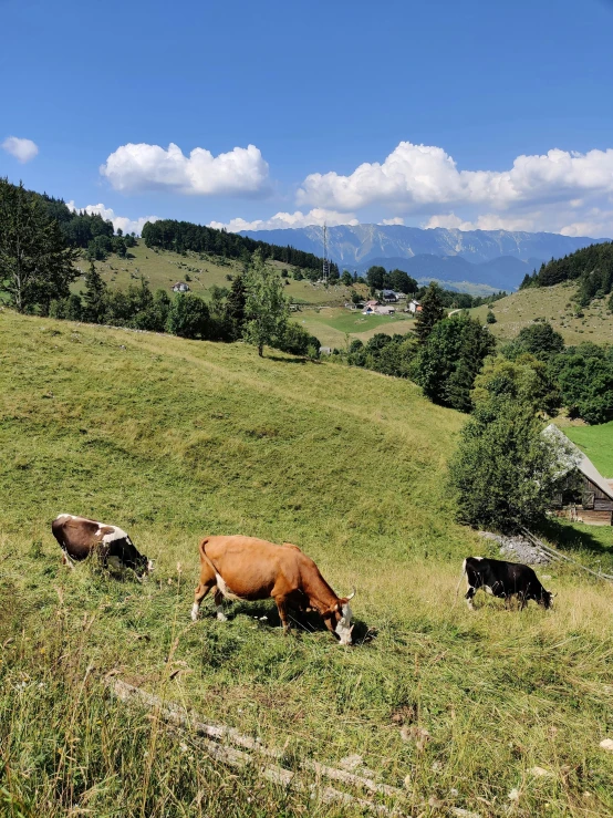a herd of cattle grazing on a lush green hillside, by Karl Stauffer-Bern, unsplash, 2 5 6 x 2 5 6 pixels, with village, ox, three views
