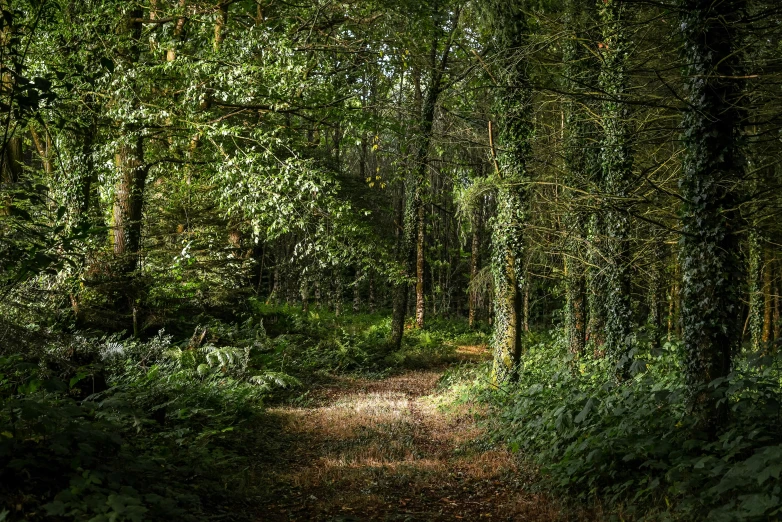 a dirt path in the middle of a forest, inspired by Henry Woods, unsplash, renaissance, celtic vegetation, dappled in evening light, bocage, fine detail post processing