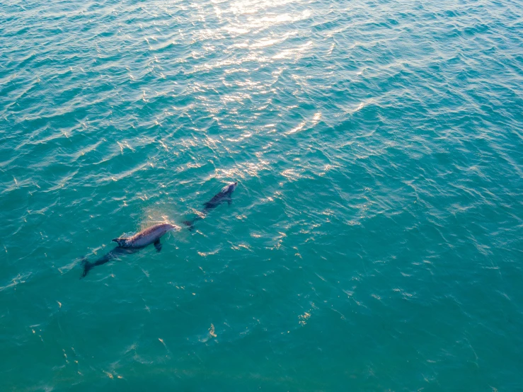 a couple of dolphins swimming in the ocean, by Niko Henrichon, pexels contest winner, aerial footage, miami beach, morning light, ::