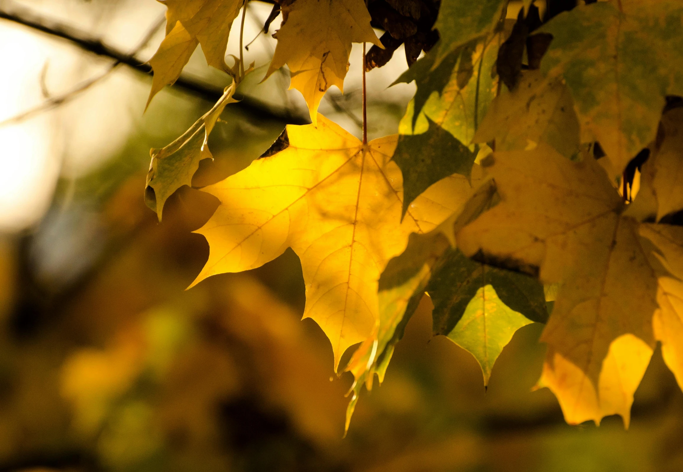 a bunch of yellow leaves hanging from a tree, by David Simpson, pexels contest winner, medium format. soft light, thumbnail, brown, yellow flash