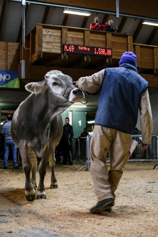 a man standing next to a cow in a barn, by Jan Tengnagel, happening, tournament, tjalf sparnaay 8 k, grey, no cropping