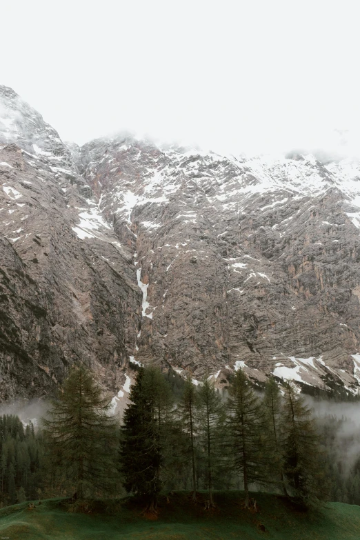 a herd of cattle standing on top of a lush green field, a picture, inspired by Peter Zumthor, pexels contest winner, les nabis, snowy italian road, waterfall. fog, panorama, pine forests