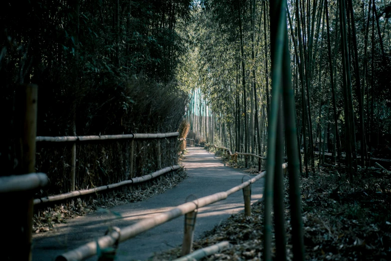 a path in the middle of a bamboo forest, inspired by Elsa Bleda, pexels contest winner, neighborhood, shot from a distance, zoo, tian zi