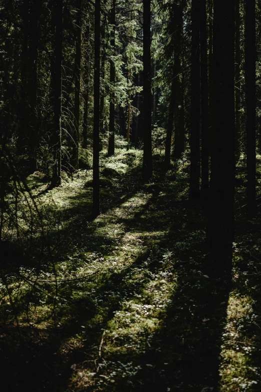 the sun is shining through the trees in the forest, by Jesper Knudsen, very dark with green lights, hiking trail, shadowy, a green