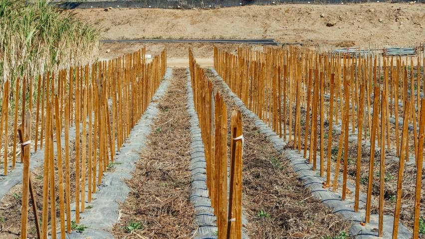 a row of bamboo poles in the middle of a field, a digital rendering, by Yasushi Sugiyama, unsplash, land art, vineyard, bioremediation, river of wine, january 20th