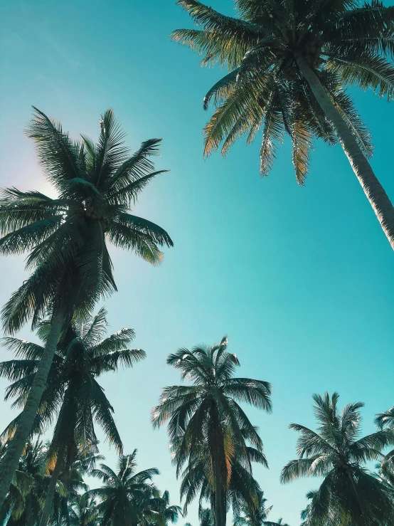 a group of palm trees against a blue sky, pexels contest winner, instagram story, coconuts, official screenshot, holiday vibe