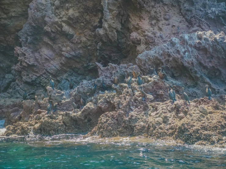 a group of birds sitting on top of a rocky cliff, coral reefs, slightly pixelated, colour photo, chile