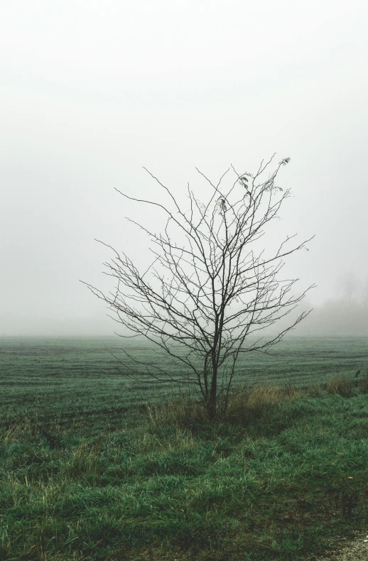 a lone tree in a foggy field, inspired by Elsa Bleda, pexels contest winner, overcast gray skies, a green, withered, low quality photo
