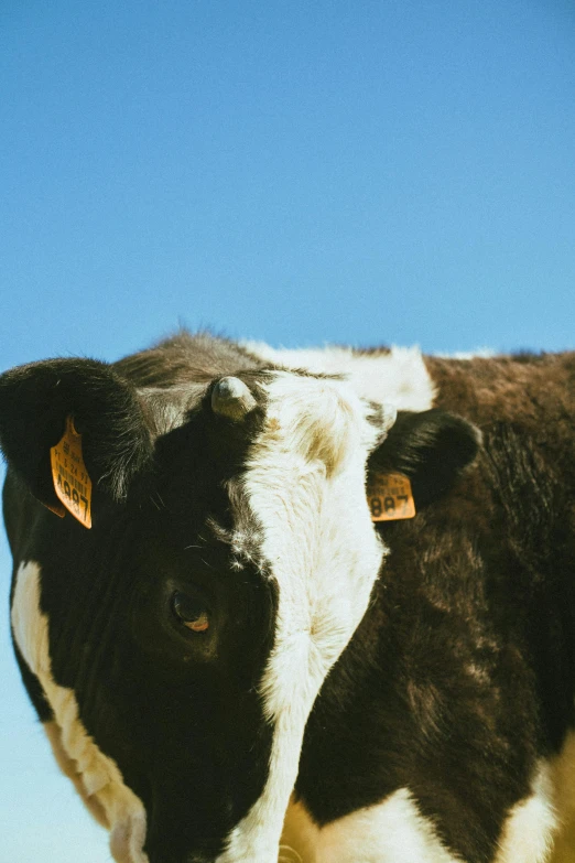 a black and white cow standing in a field, clear blue skies, up close, highly upvoted, bay area