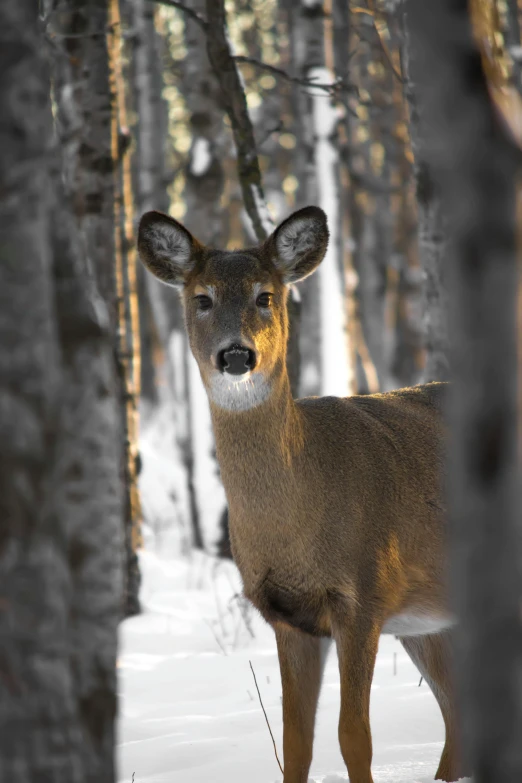 a deer that is standing in the snow, in a forest, facing the camera