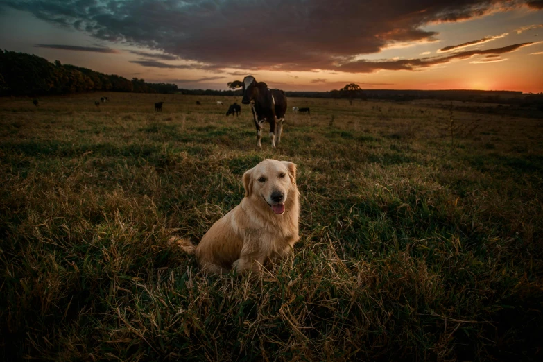 a dog that is sitting in the grass, a picture, by Peter Churcher, unsplash contest winner, on a farm, at dusk at golden hour, lachlan bailey, liquid gold