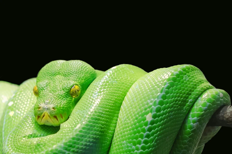 a close up of a green snake on a branch, trending on pexels, hyperrealism, neon green, albino skin, mint, a python programmer's despair