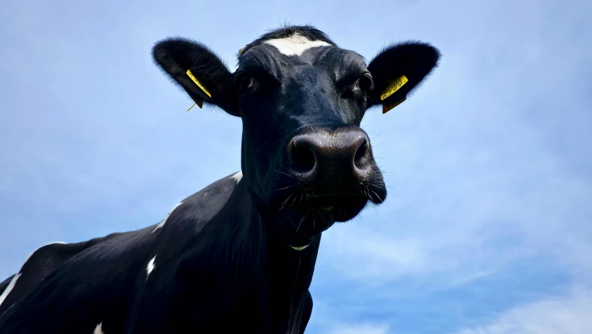 a close up of a black and white cow, pexels contest winner, clear blue skies, milk, black, black ears