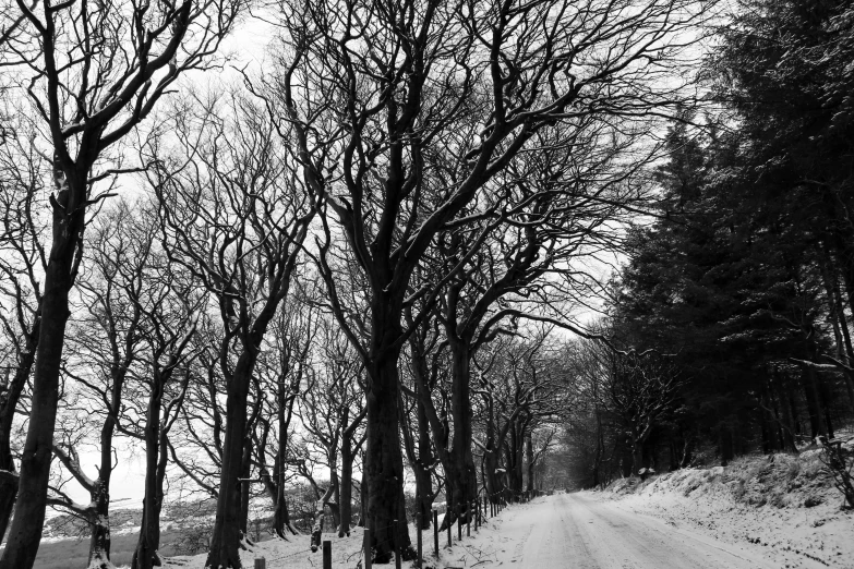 a black and white photo of a snowy road, a black and white photo, inspired by Arthur Burdett Frost, hill with trees, yummy, road to the sea, white wood