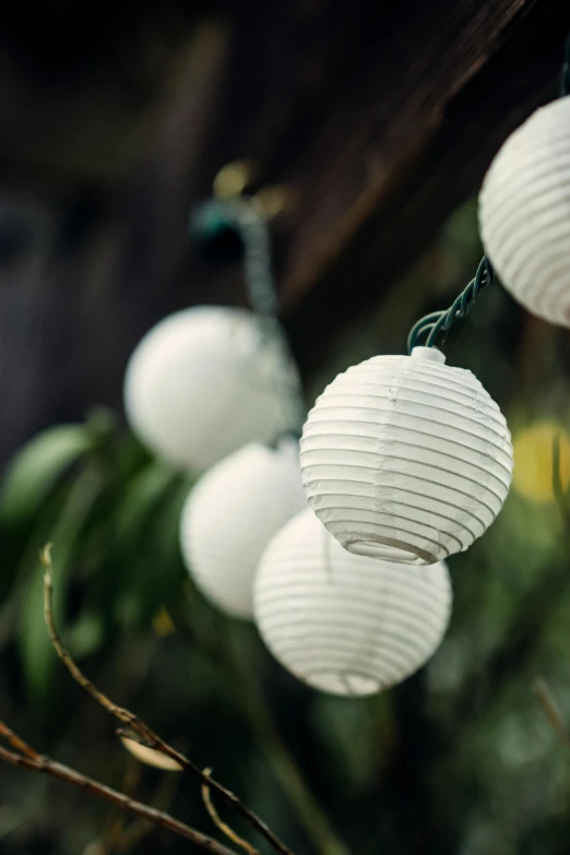 a bunch of white paper lanterns hanging from a tree, led light strips, lined up horizontally, 35 mm product photo”, gardening