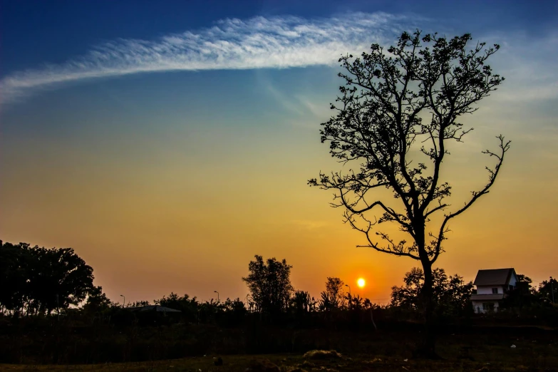 a lone tree is silhouetted against the setting sun, by Sudip Roy, pexels contest winner, indian forest, blue sky, assam tea village background, sunset panorama