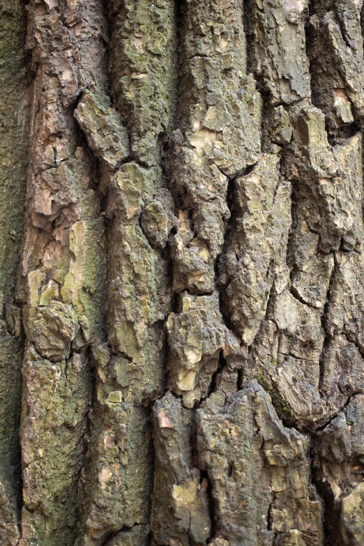 a close up of the bark of a tree, an album cover, by Rudolf Schlichter, trending on pexels, denis sarazhin, immature, concerned, ::