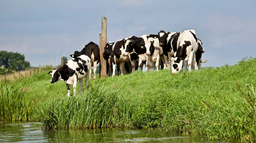 a herd of cows standing on top of a lush green hillside, by Jan Tengnagel, unsplash, renaissance, at the waterside, van lieven, milk, in 2 0 1 2