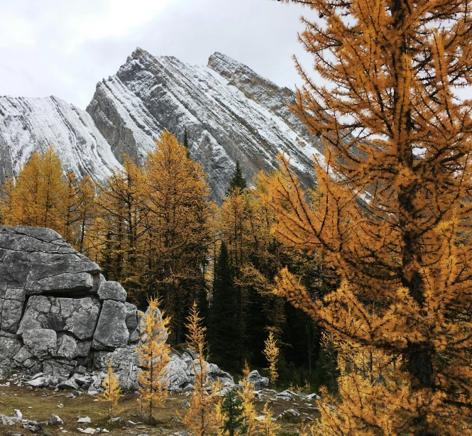 a rocky outcropping with a mountain in the background, a photo, spruce trees, yellow colours, gray and orange colours, maintenance photo